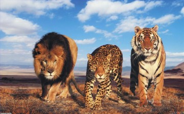 lion tigre et léopard animaux Peinture à l'huile